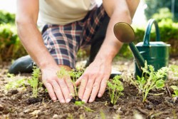 Close Up Of Man Planting Seedlings In Ground On Allotment